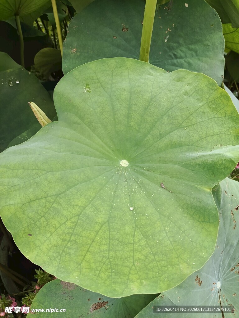 翠绿荷叶