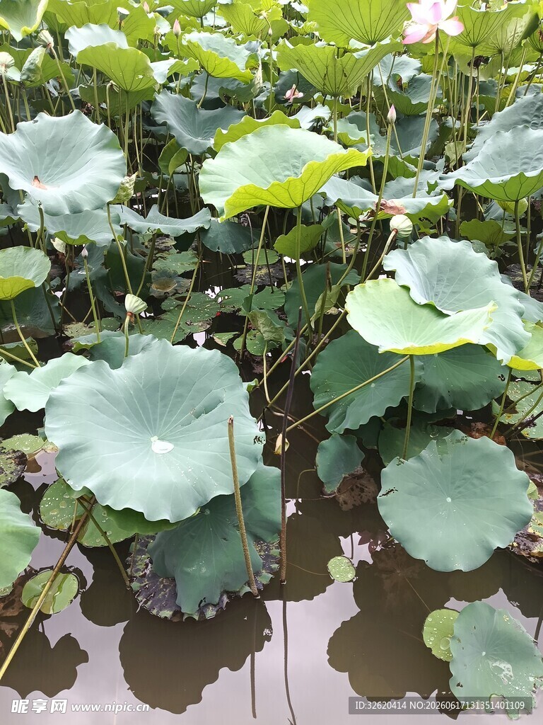 荷塘中的荷叶与荷花