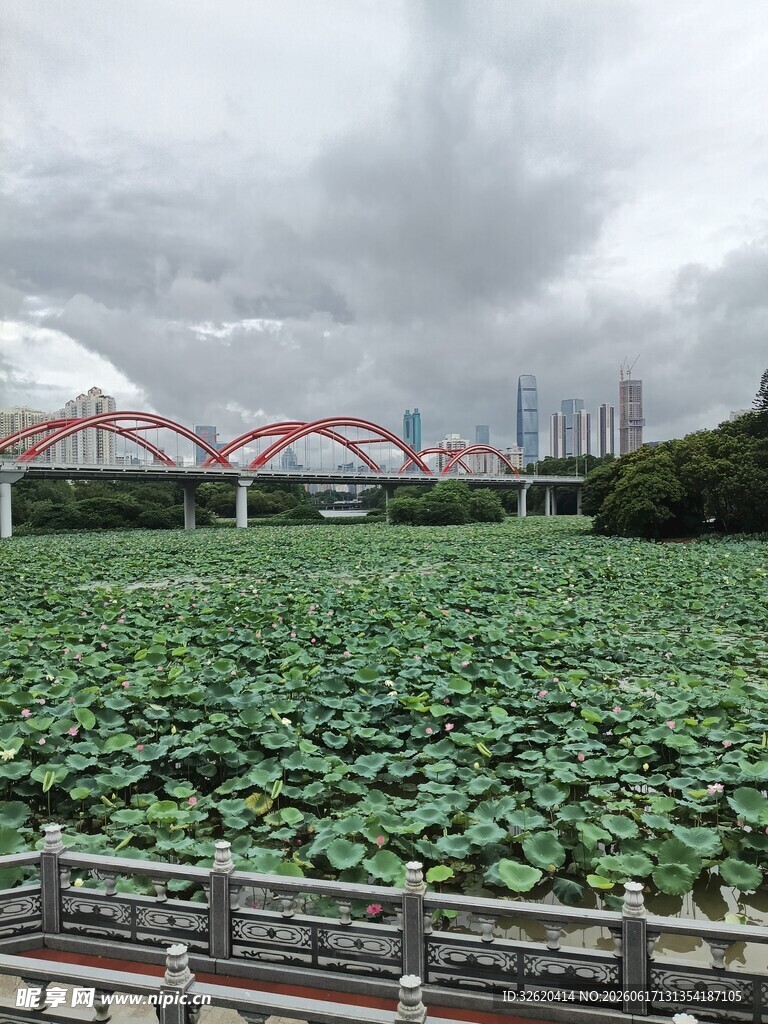城市荷塘边的风景