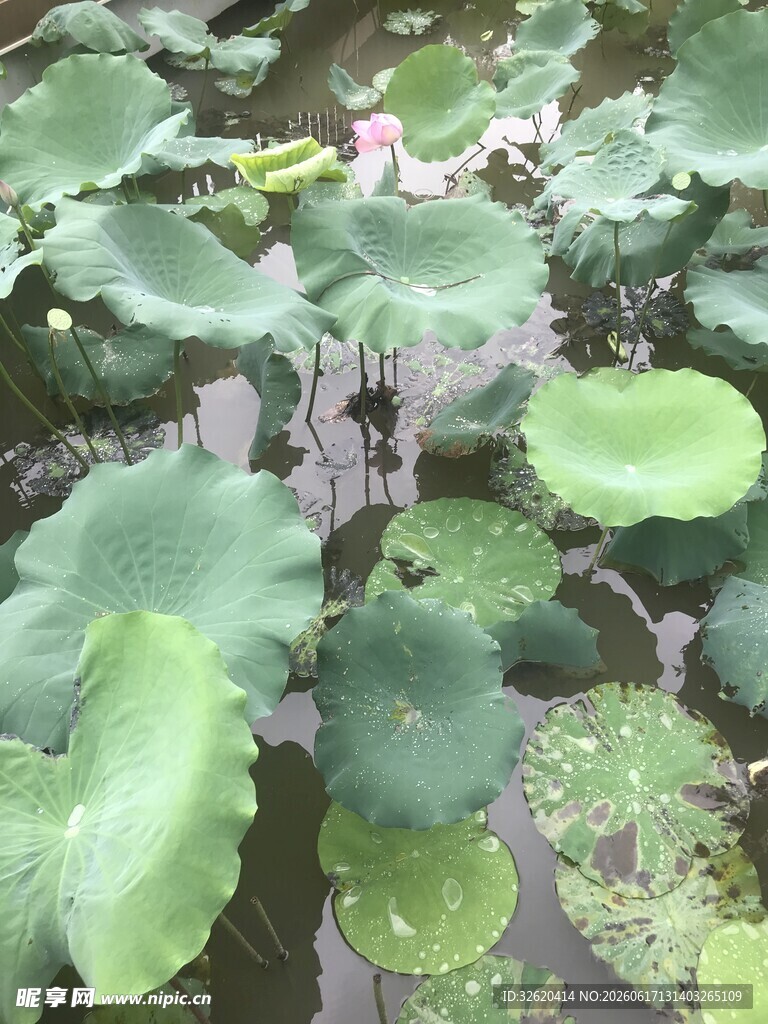 池塘中的片片荷叶