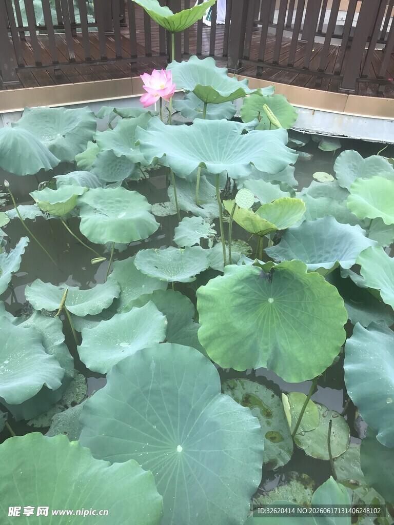 池塘中的翠绿荷叶景观
