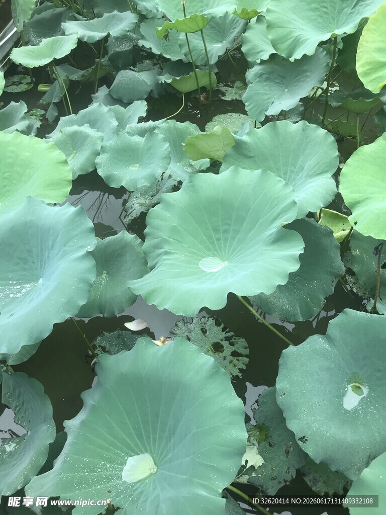 荷叶田田