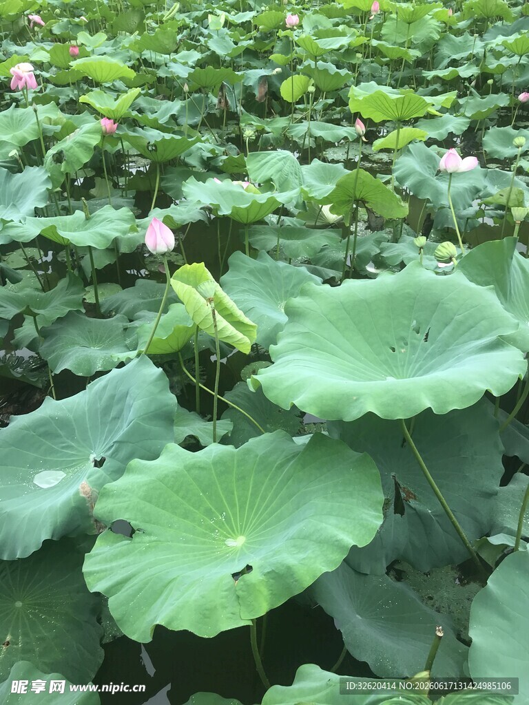 夏日荷塘 翠绿荷叶与荷花