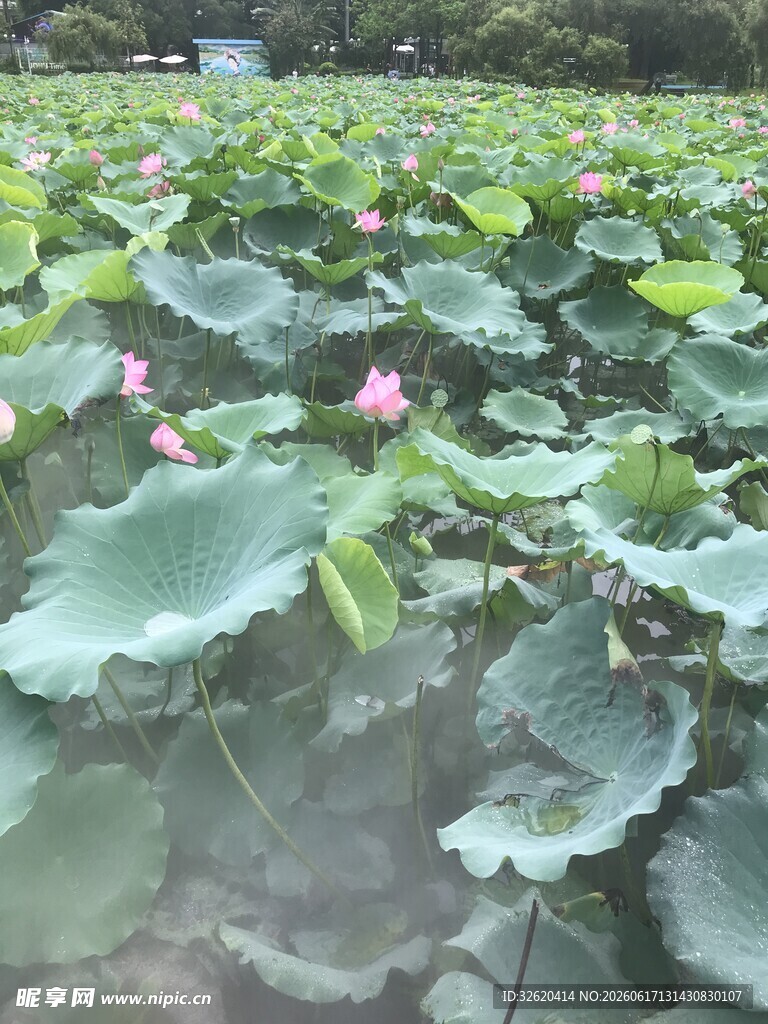 夏日荷塘 荷花荷叶相映美