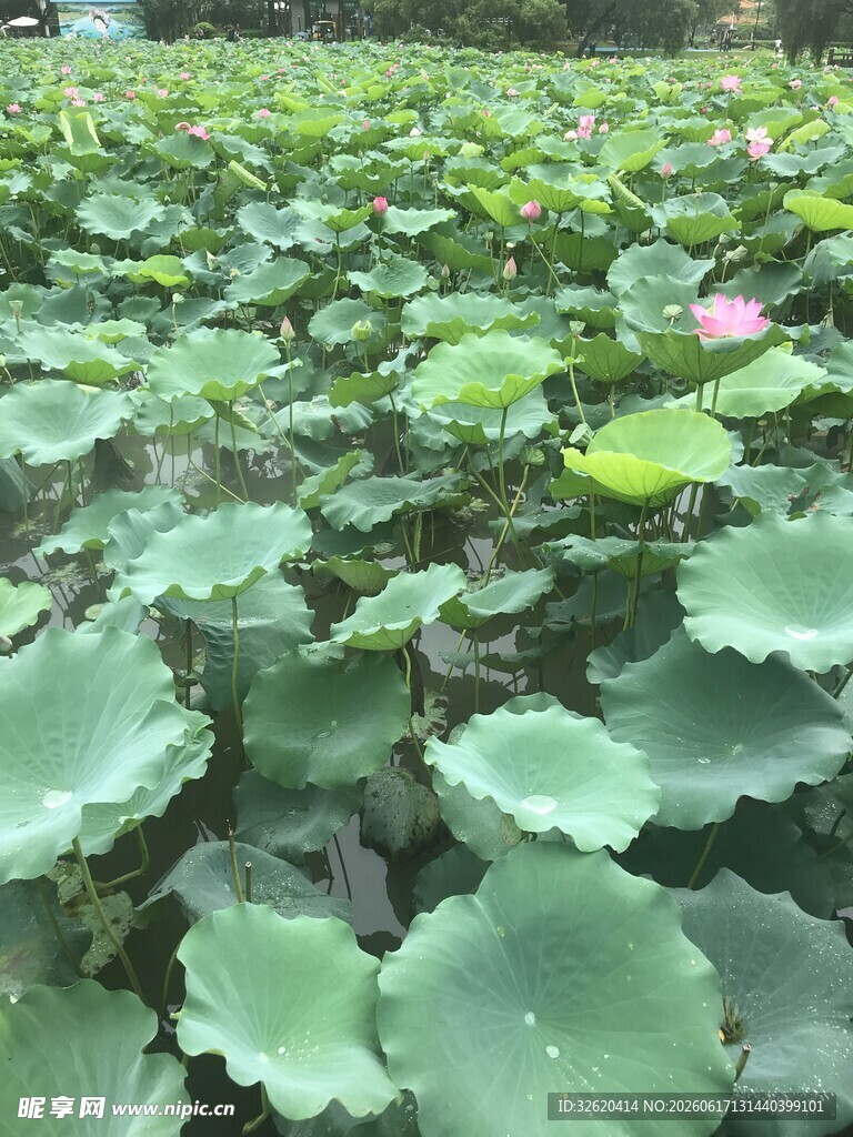 荷塘绿意 一朵粉荷初绽