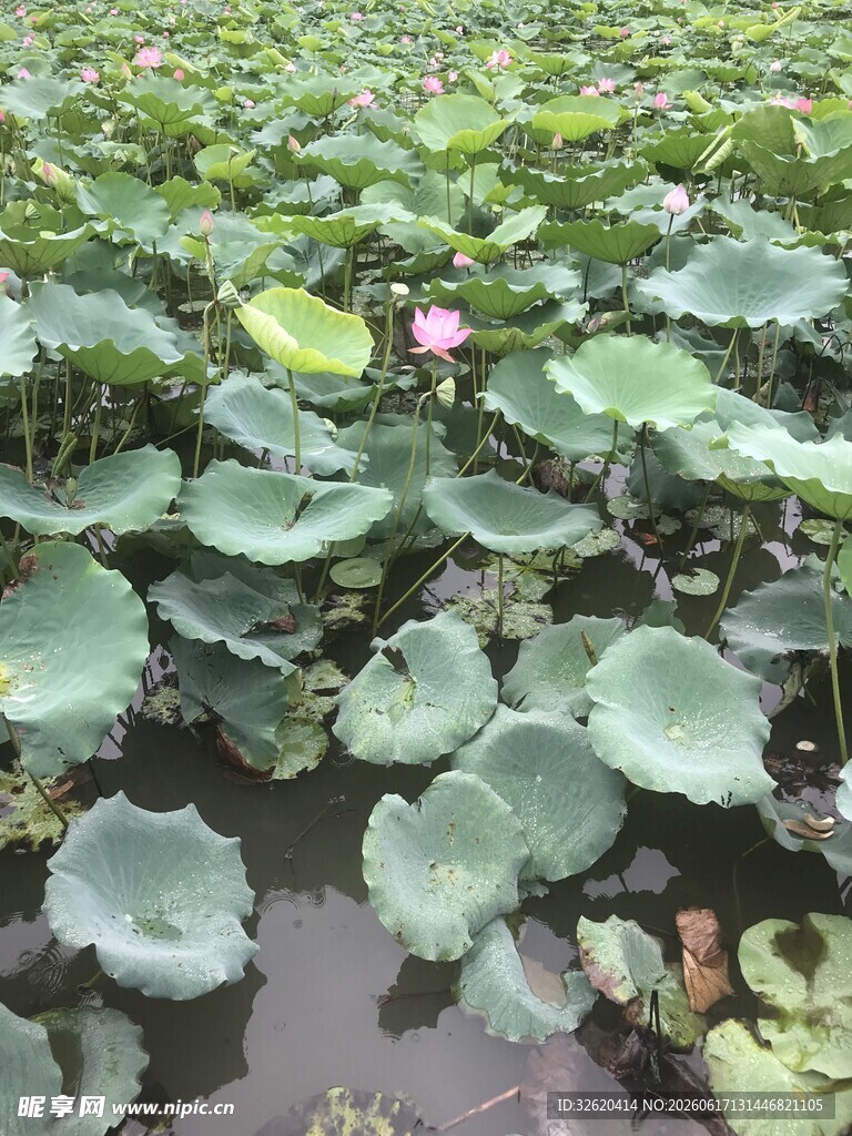 荷塘绿意 绽放一朵粉红莲花