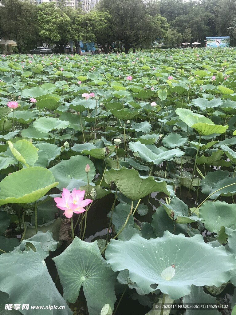 夏日荷塘荷花绽放美景