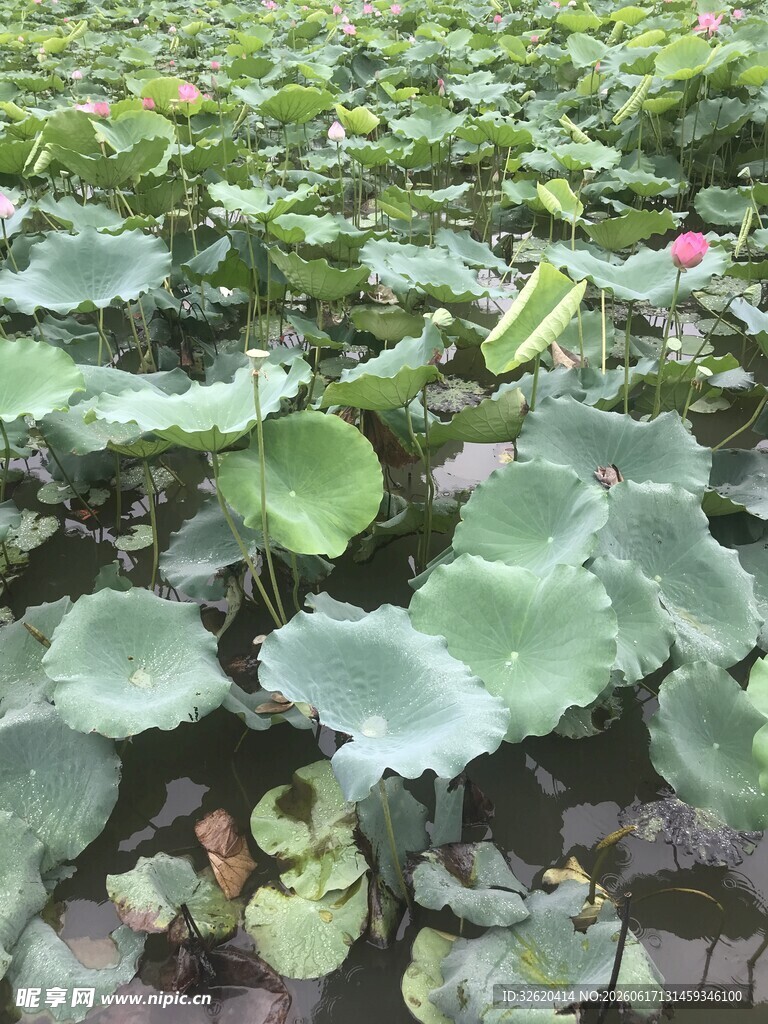 荷塘绿意 荷叶田田