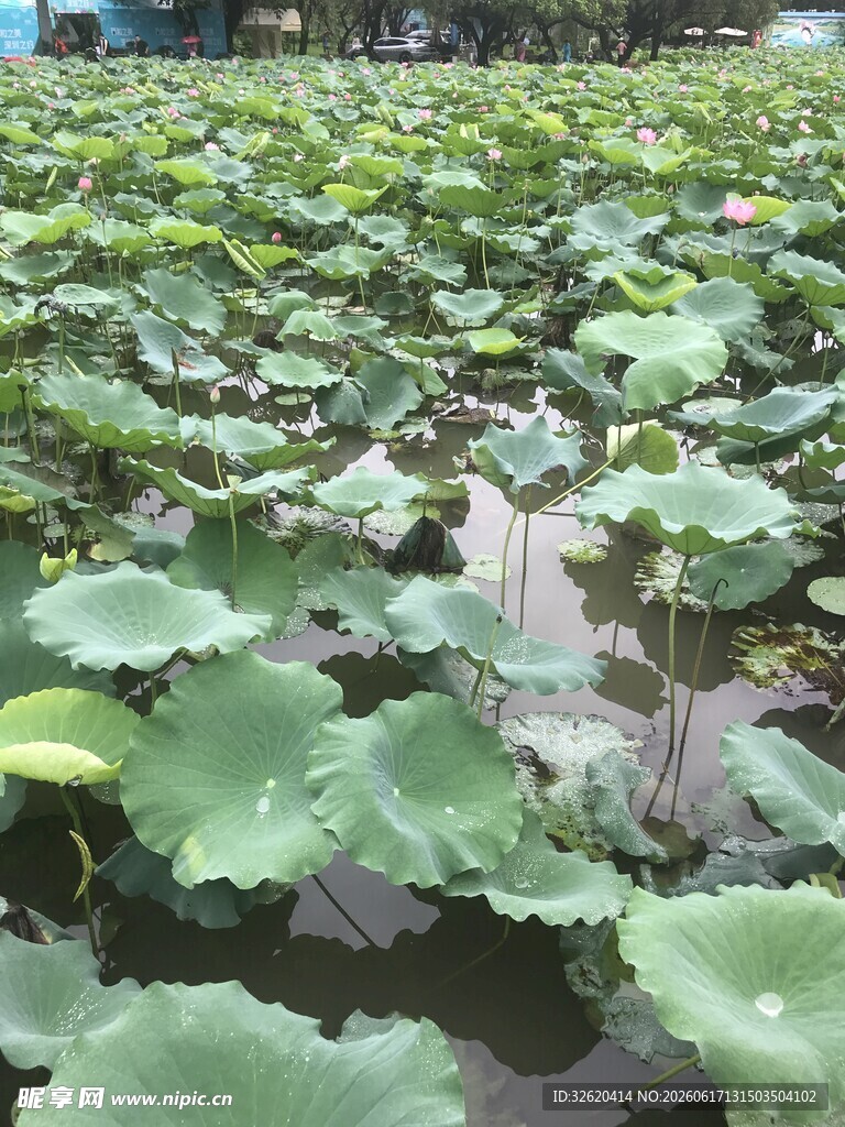 夏日荷塘荷叶茂盛景观