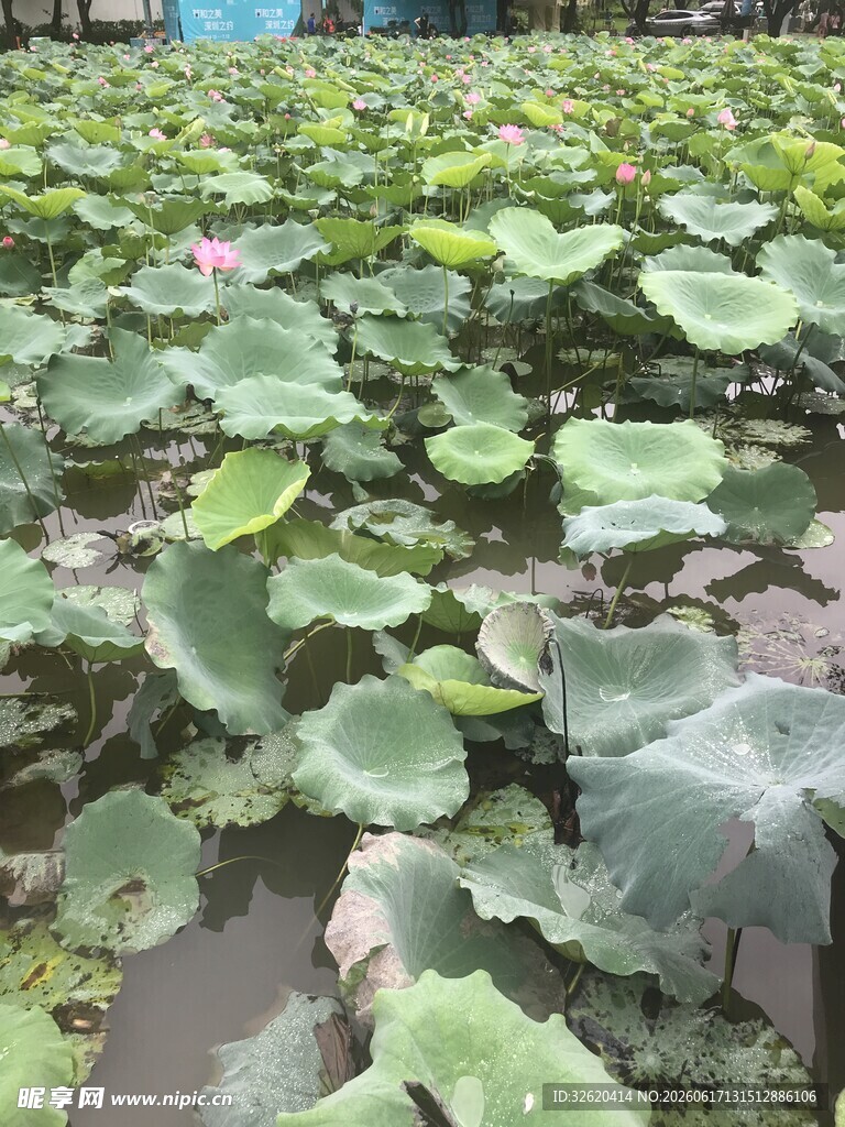 荷塘荷叶荷花美丽景致