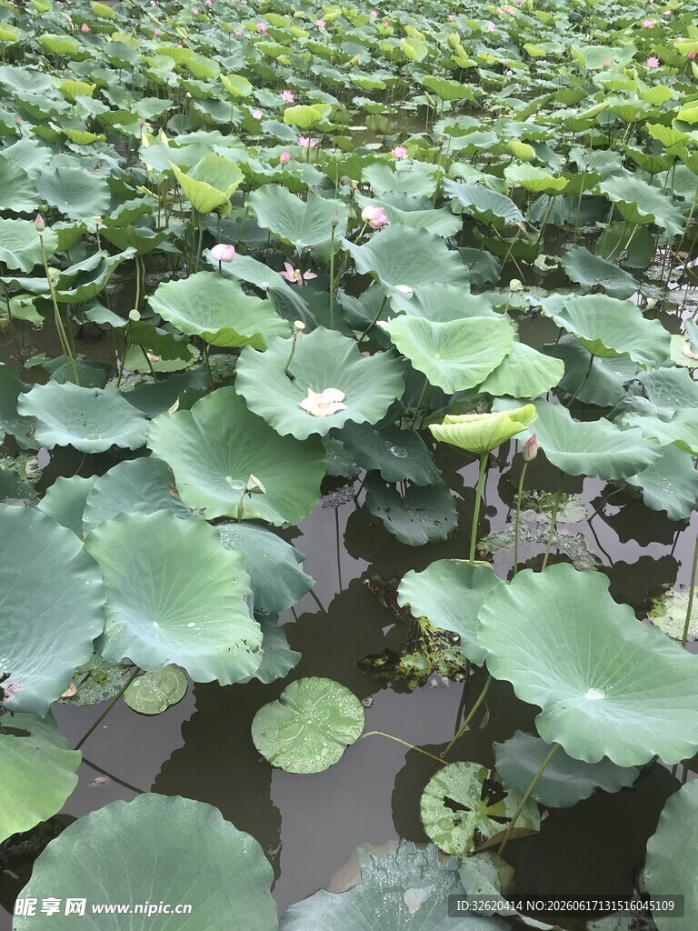 荷塘荷叶景观