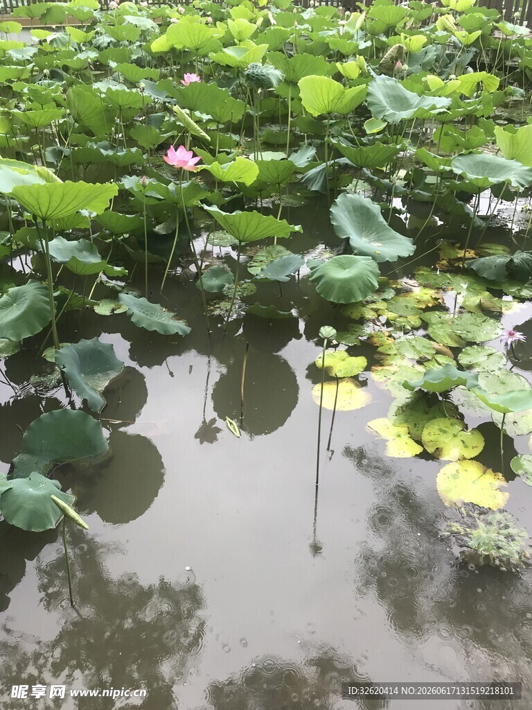 荷塘中的荷叶与粉色荷花
