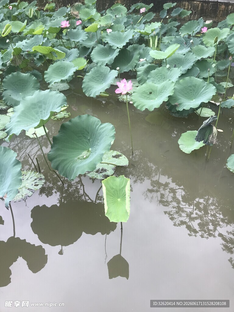 荷塘中的荷叶与荷花