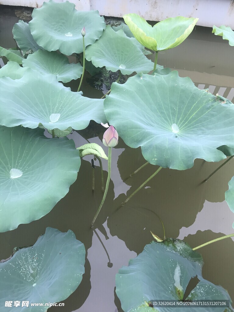 池塘中的翠绿荷叶