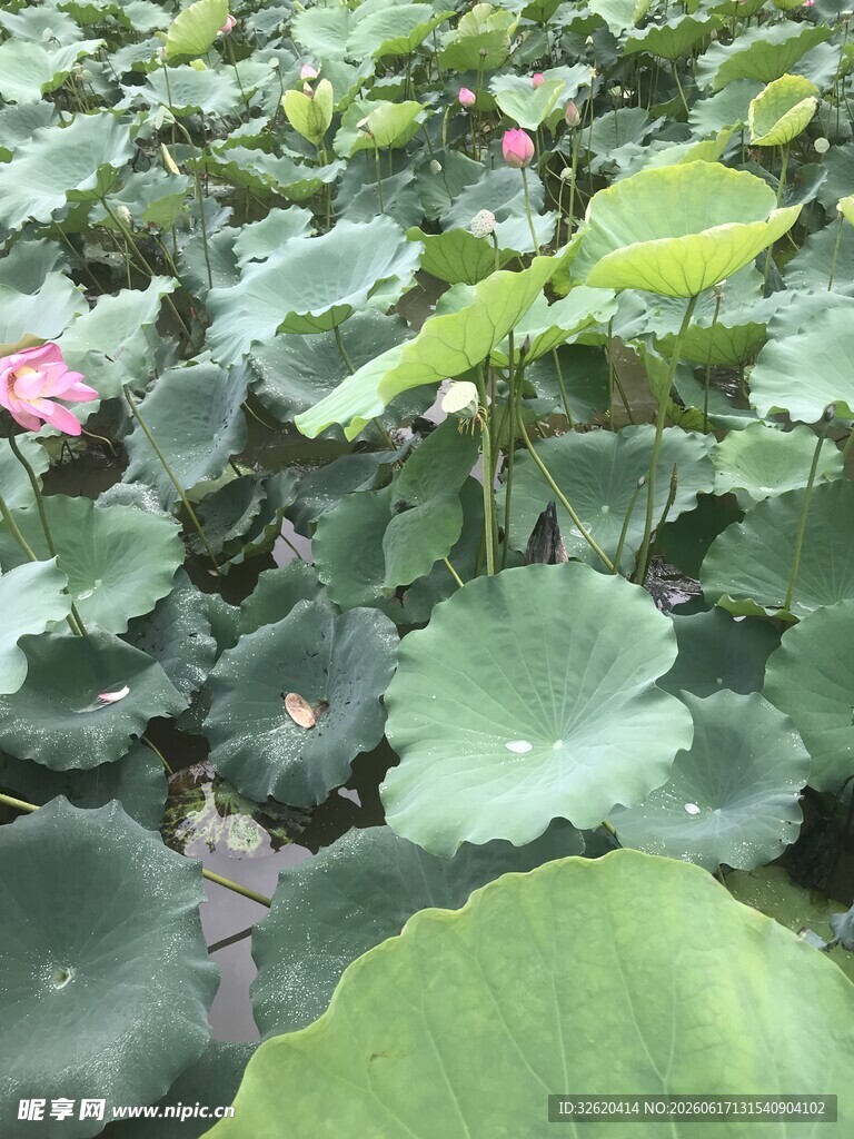 荷塘绿意 荷花荷叶共舞