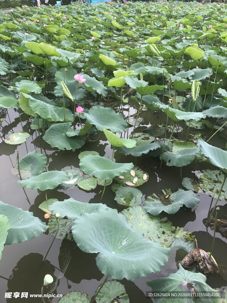 荷塘中的大片荷叶景观