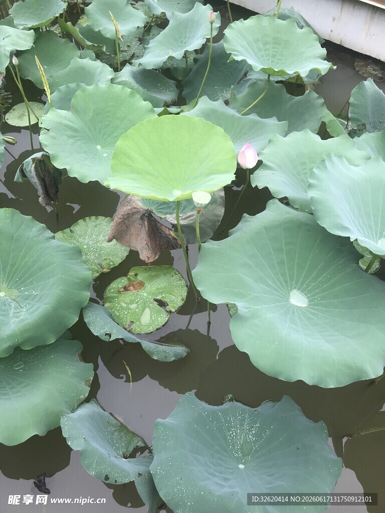 池塘中的大片荷叶