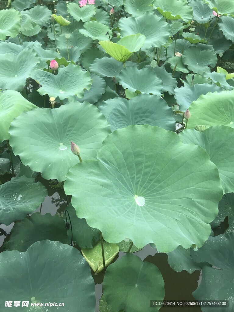 夏日荷塘荷叶繁茂景象