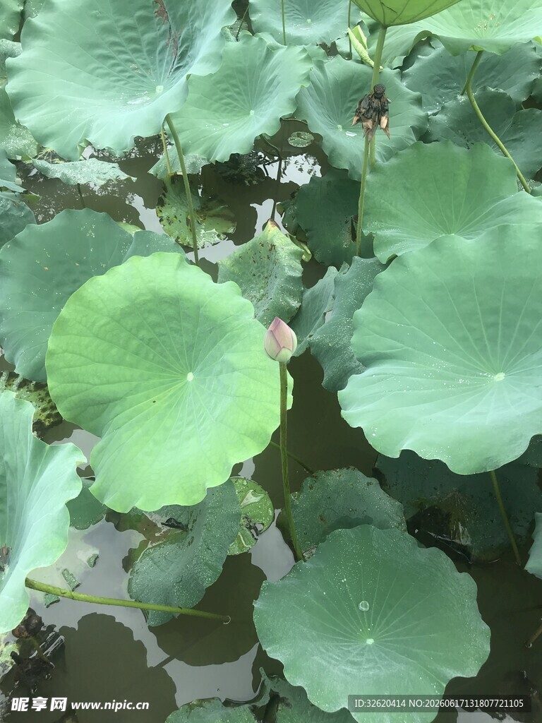 荷叶田田 尽显夏日生机