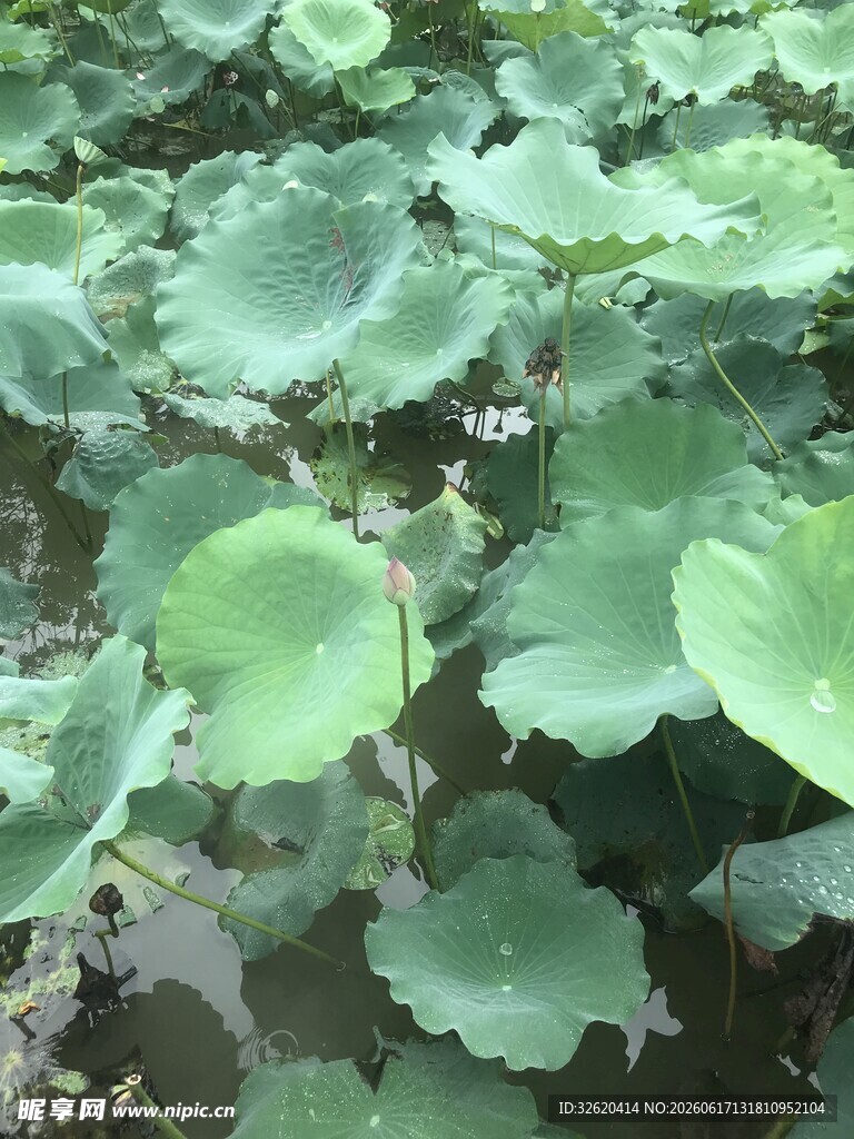 荷叶丛生的清新景象