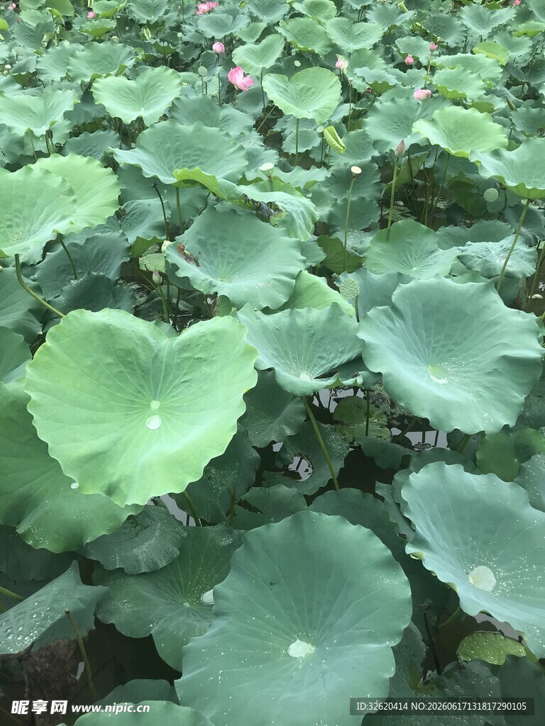 荷塘中的大片荷叶