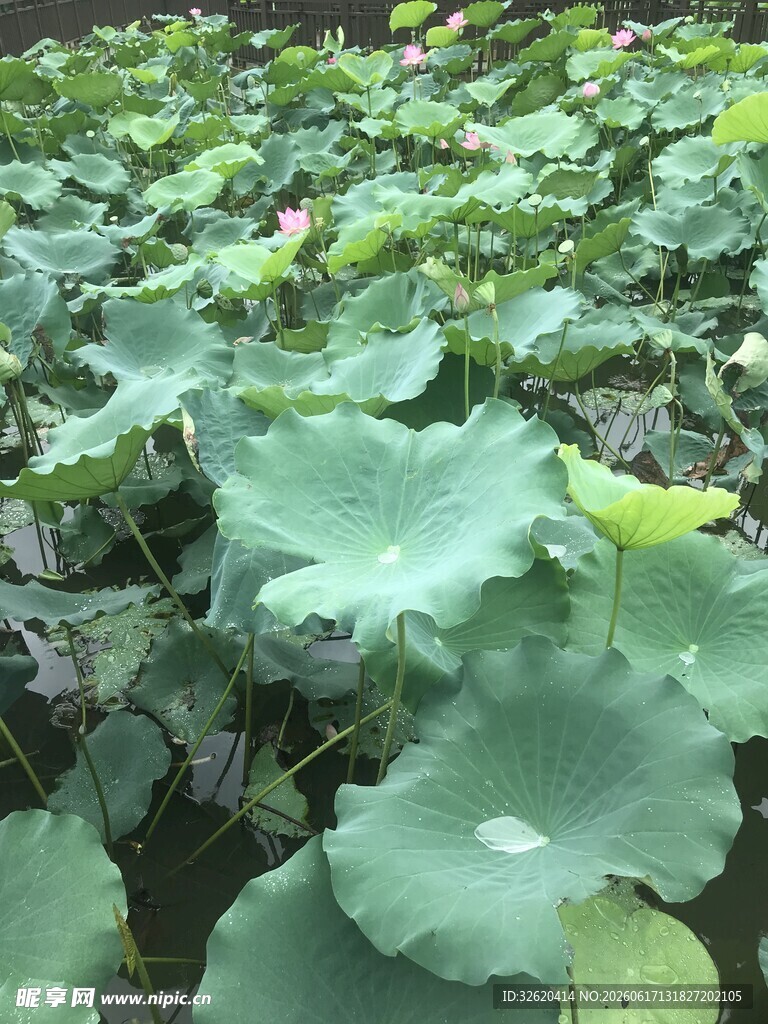 荷塘绿叶生机盎然