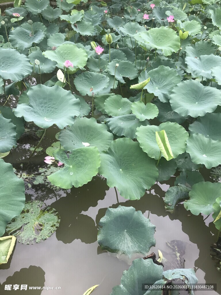 荷塘中的大片荷叶