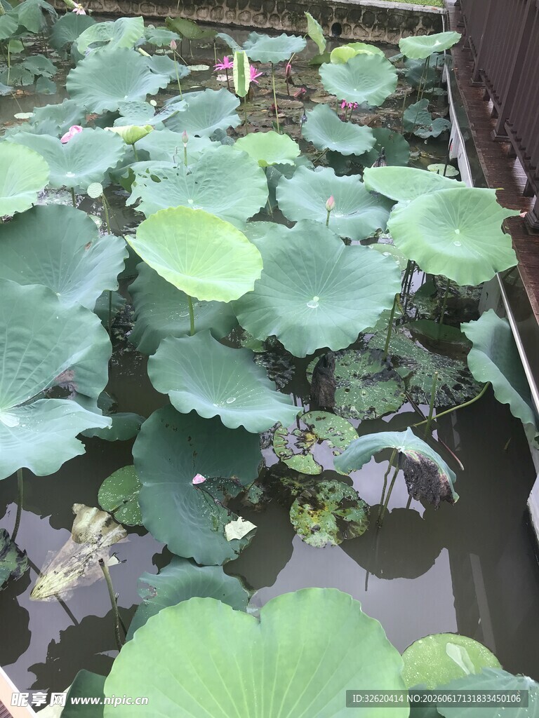 池塘中的翠绿荷叶