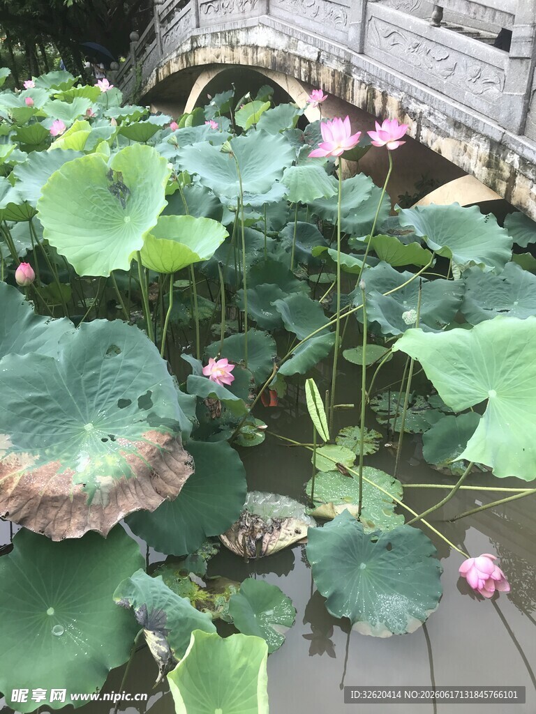 池塘中的荷花与荷叶