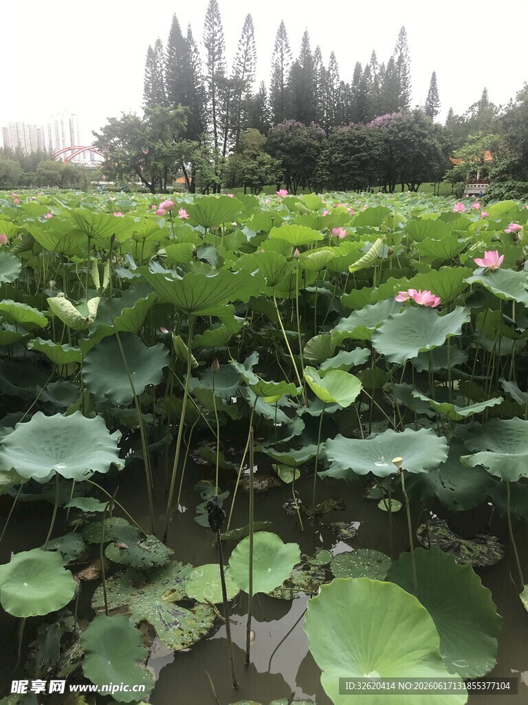 夏日荷塘景色