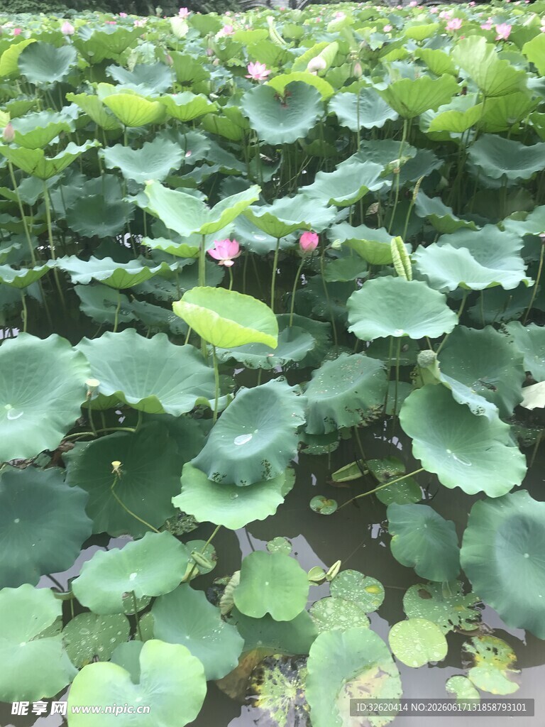 荷塘中的荷叶与粉色荷花