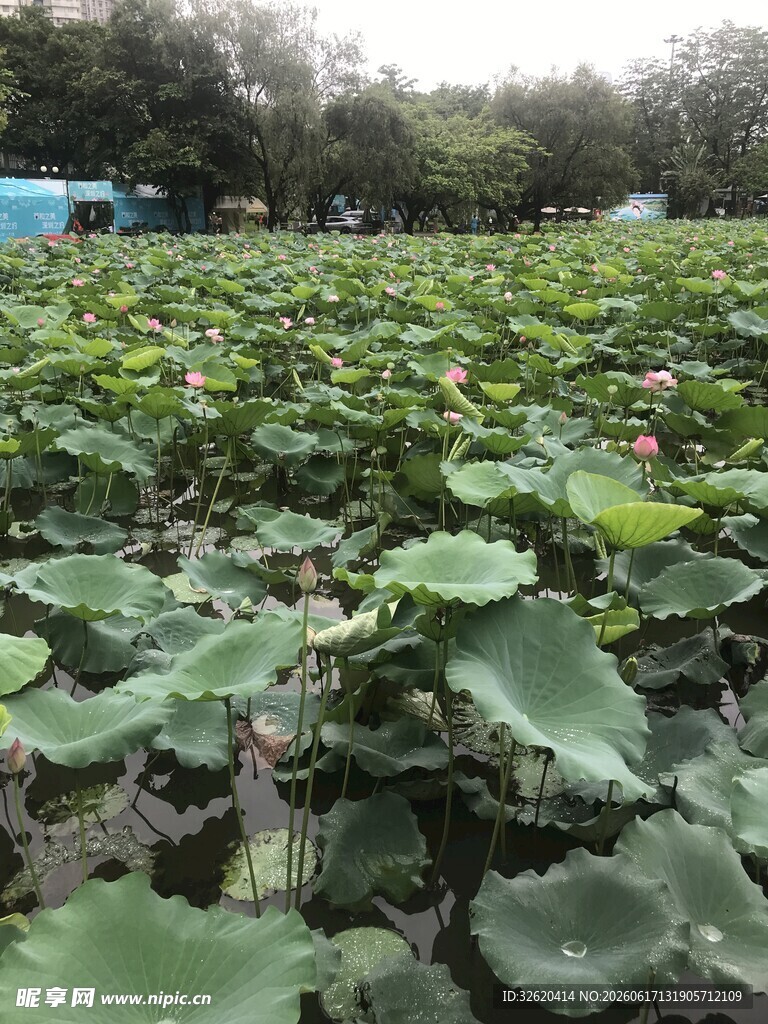荷塘绿意盎然的美丽景致