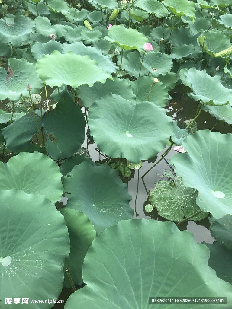荷塘中绽放的大片荷叶