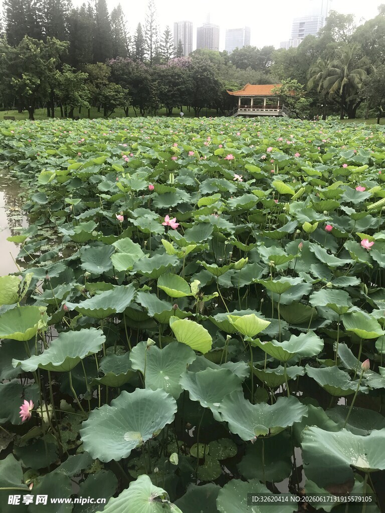 夏日荷塘绿意盎然