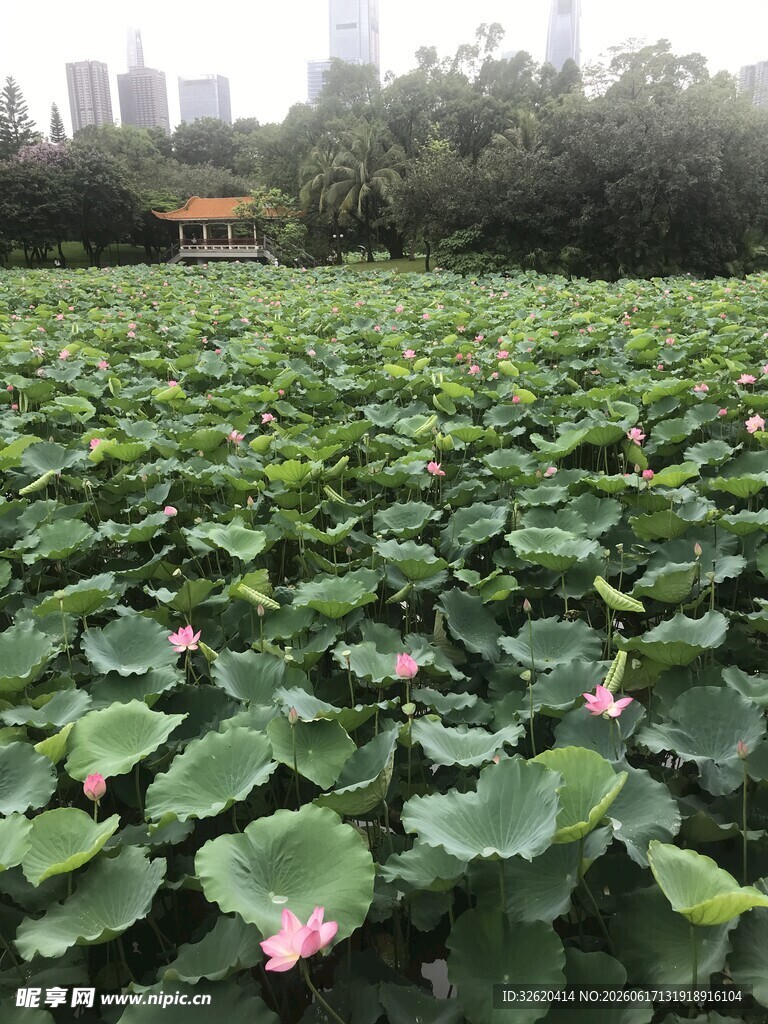 夏日荷塘荷花荷叶景致
