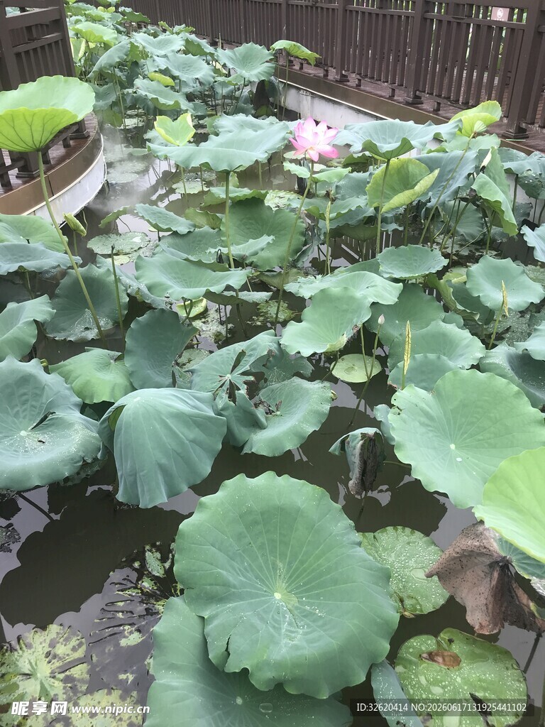 池塘中的繁茂荷叶荷花