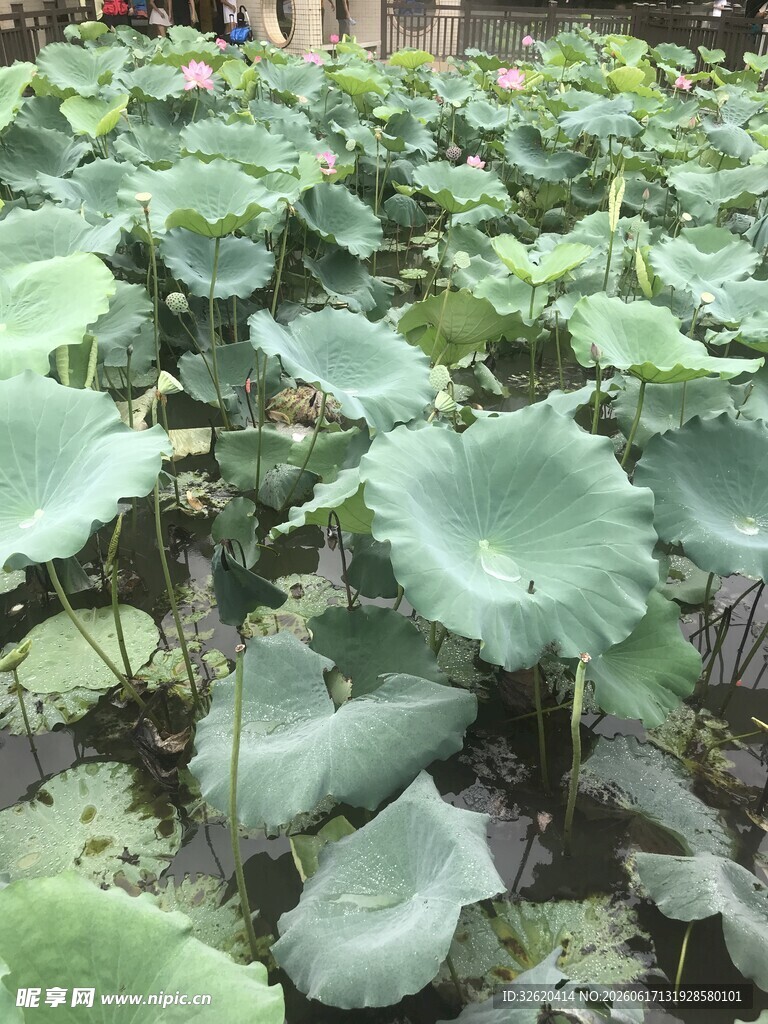 荷塘中的翠绿荷叶