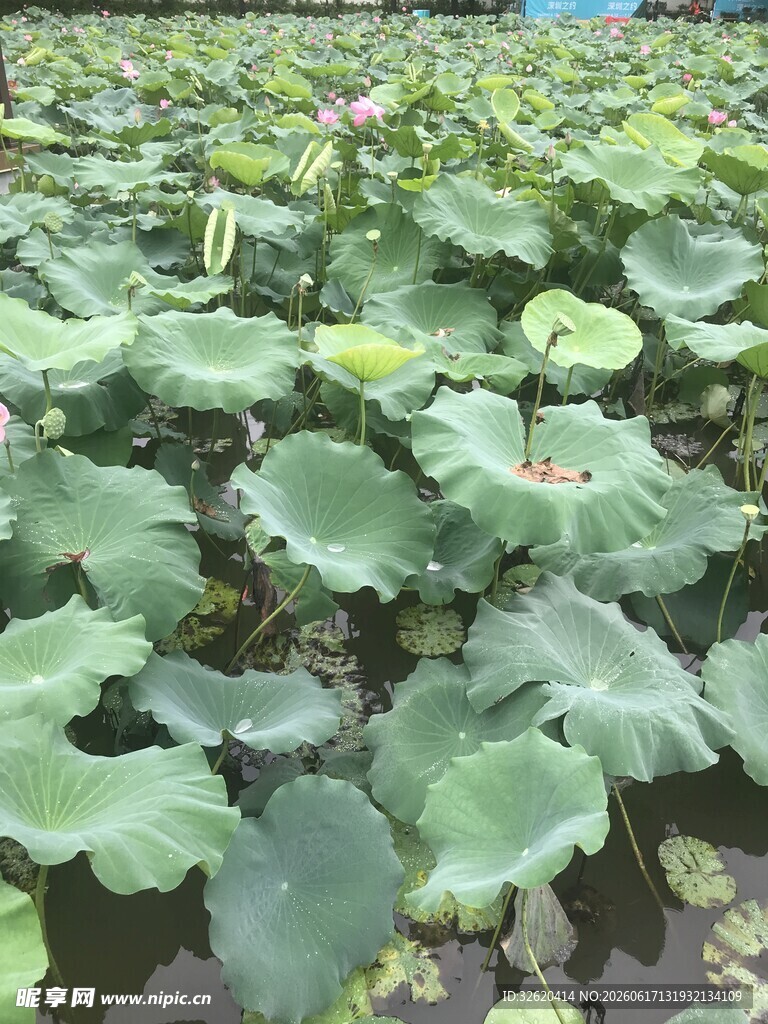 荷塘绿意 满池荷叶绽放