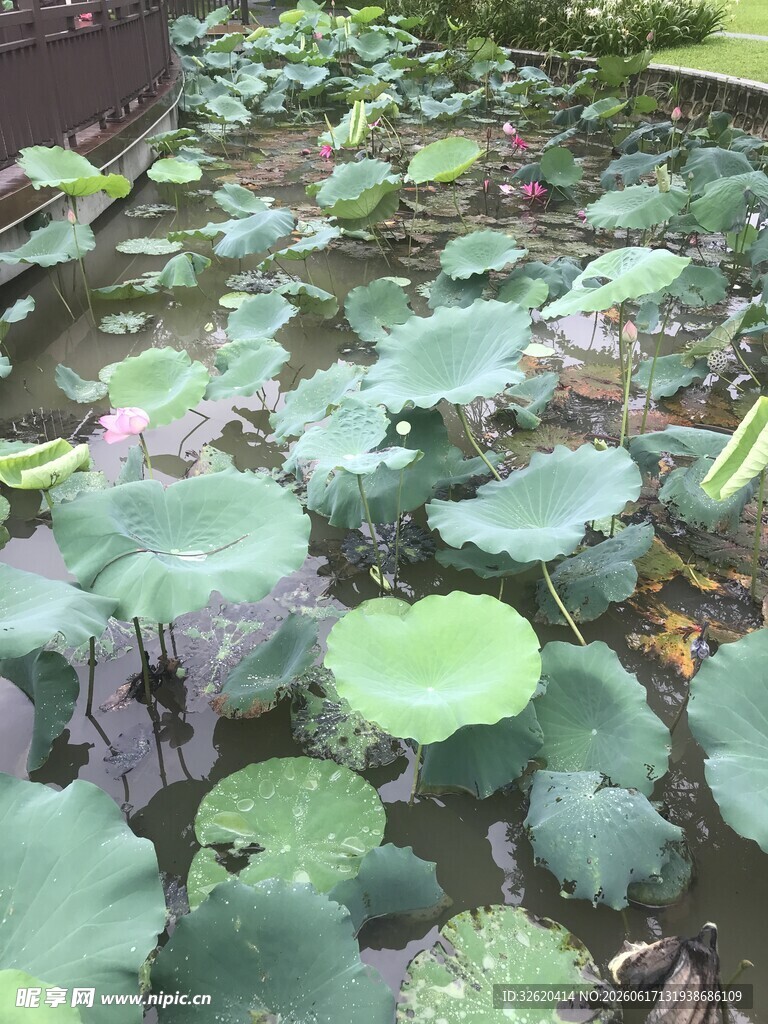 荷塘荷叶荷花景观图