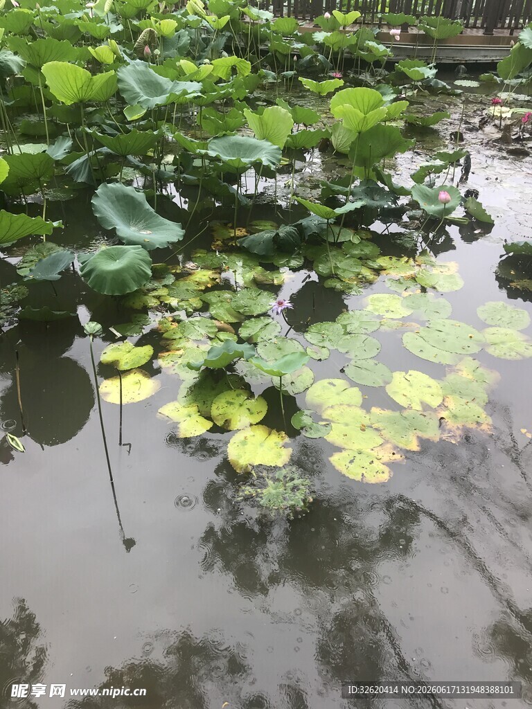 池塘中的荷叶与浮萍