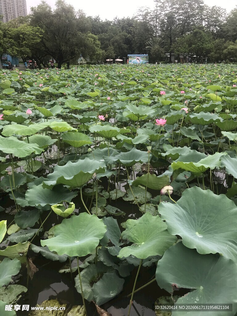 夏日荷塘 莲叶田田