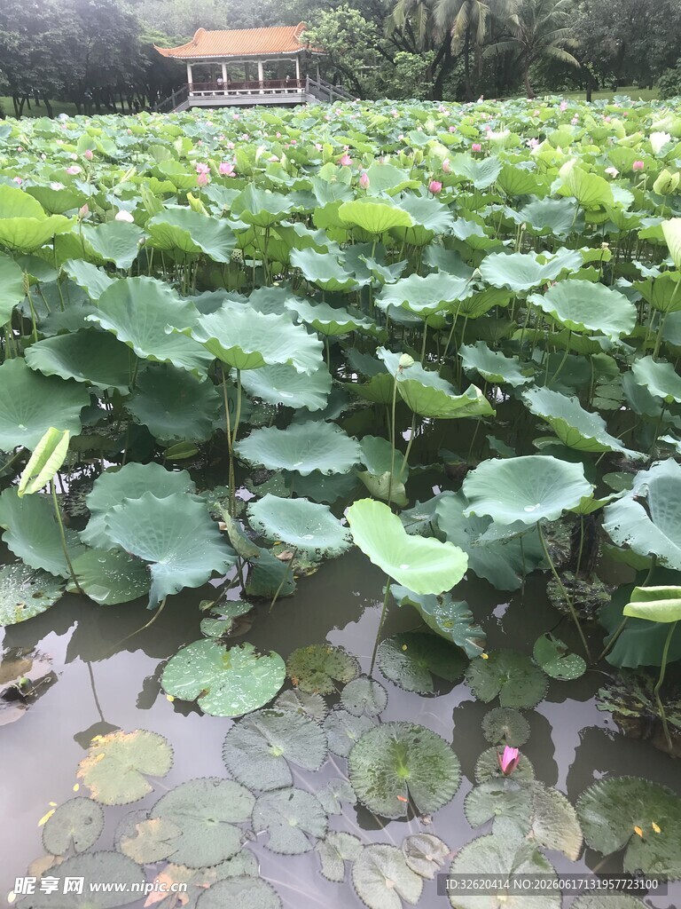 荷塘美景