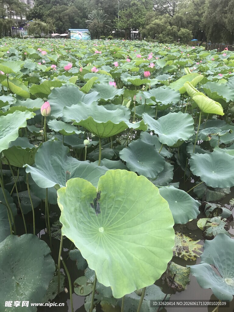 夏日荷塘荷叶茂盛景象