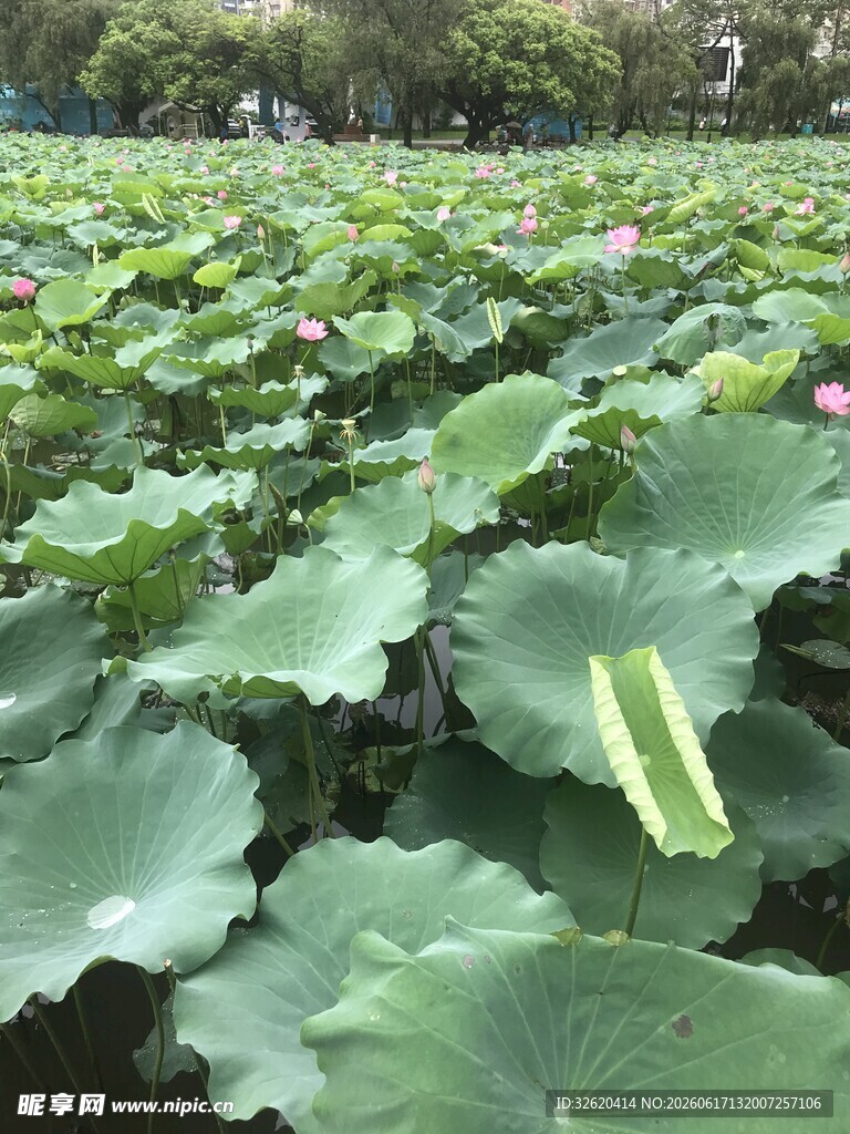 夏日荷塘荷叶茂盛景象