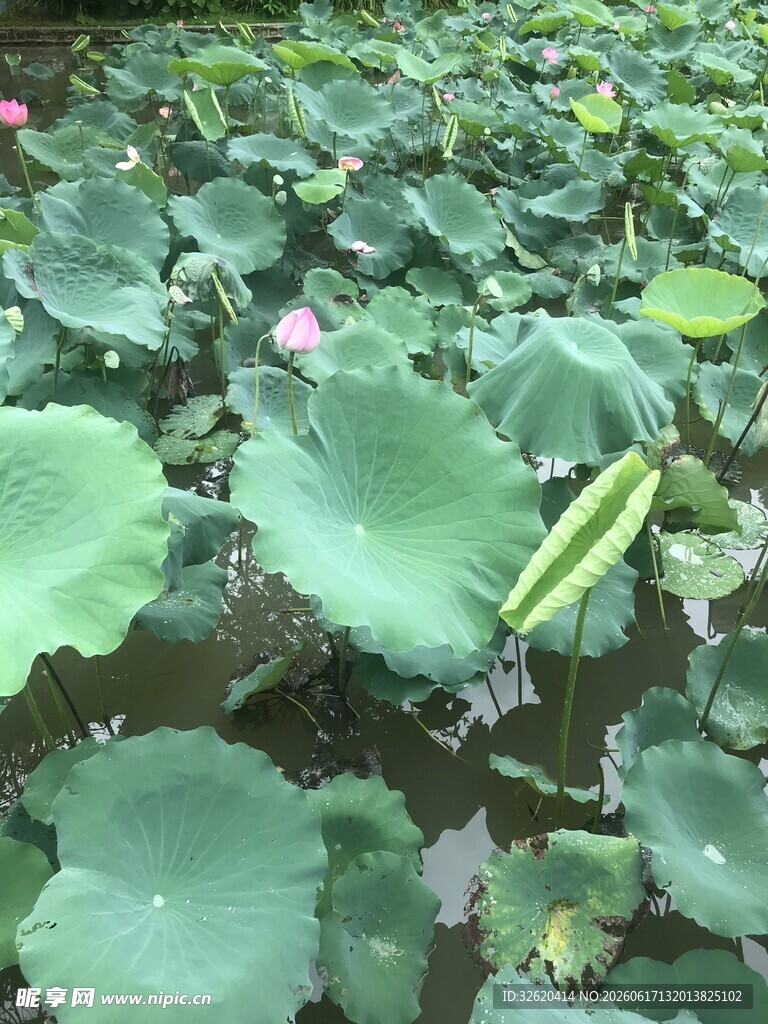 荷塘荷叶荷花景象