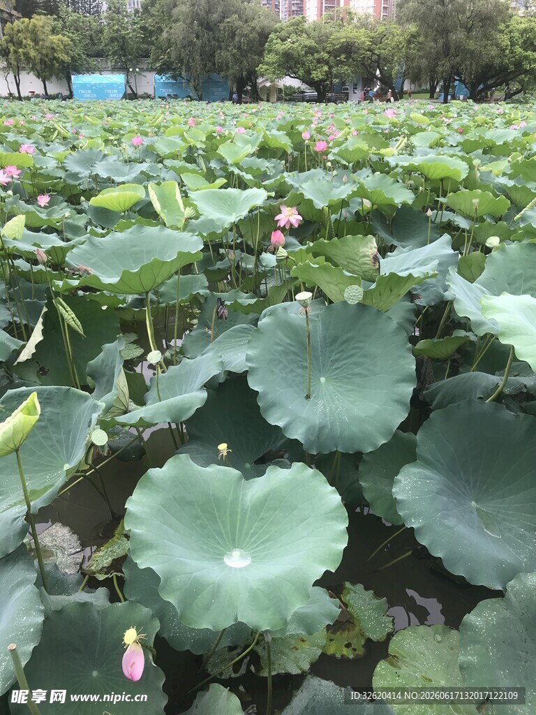 夏日荷塘荷叶茂盛景象