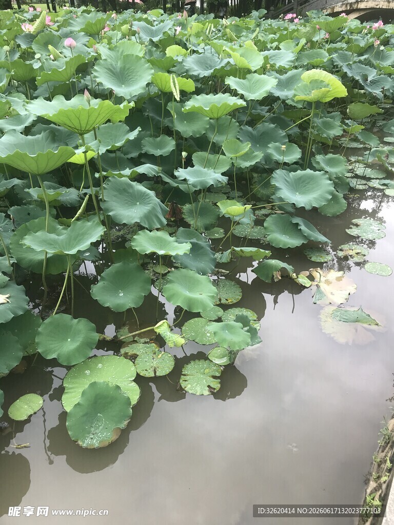 荷塘中的翠绿莲叶
