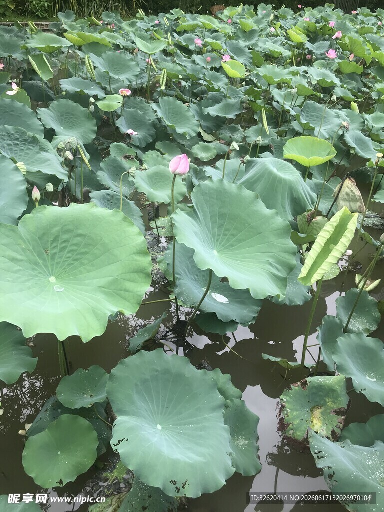 荷塘绿意 荷花荷叶相映趣