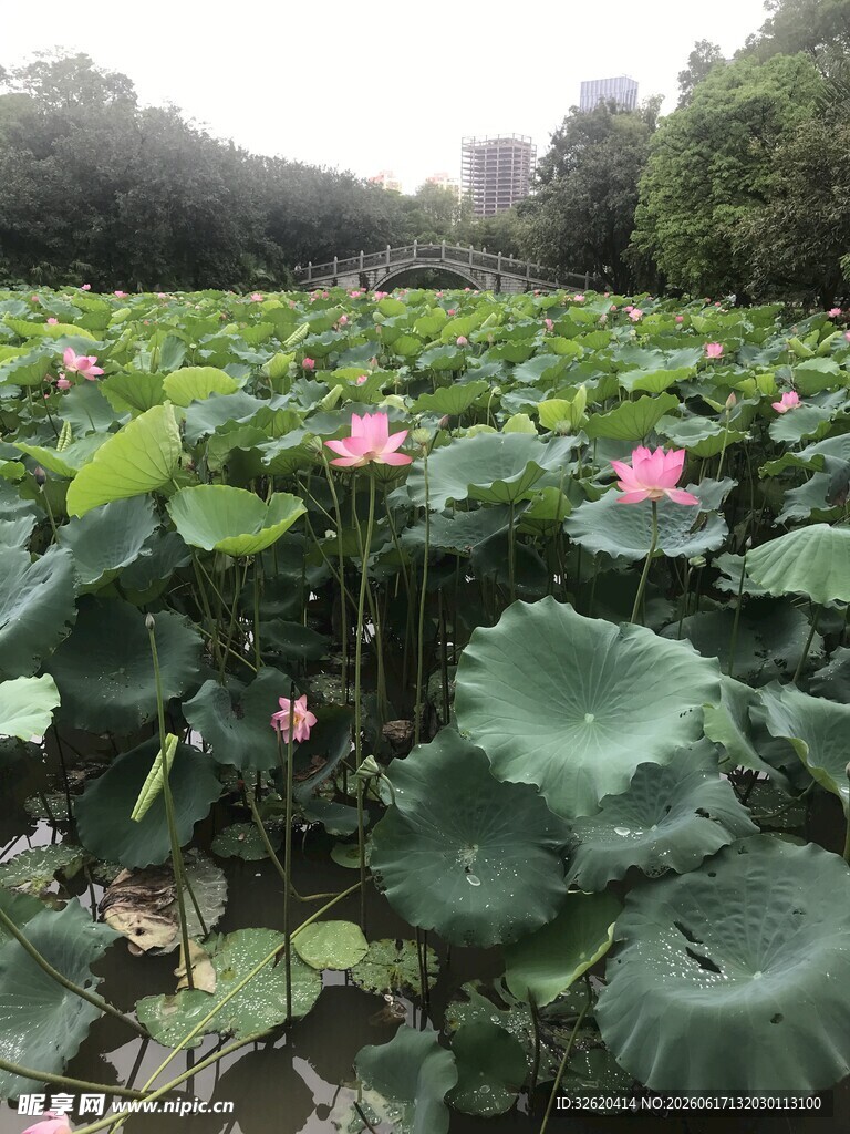 夏日荷塘荷花绽放美景