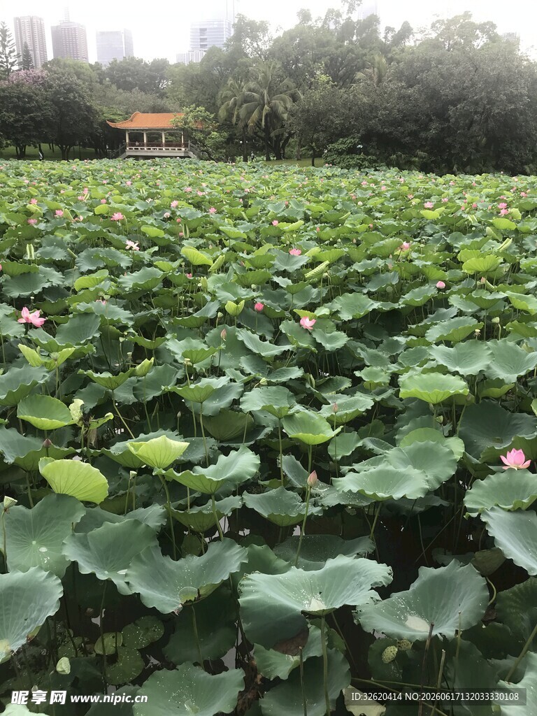 夏日荷塘 绿意盎然的荷叶